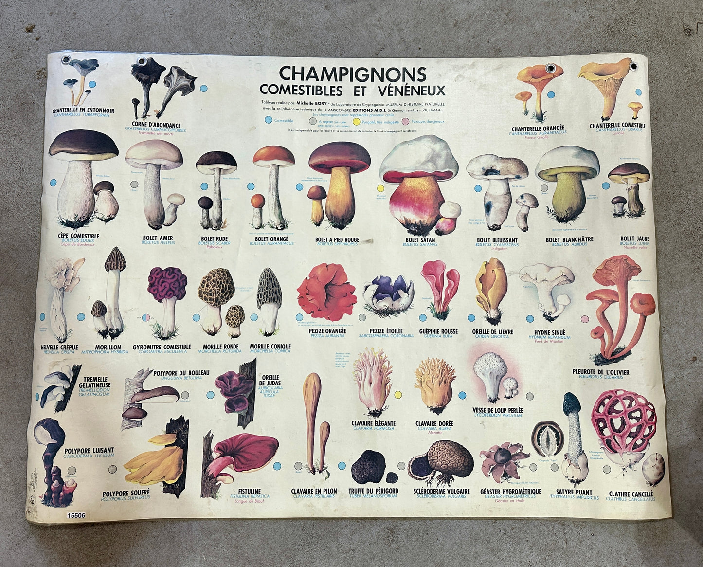 French Mushroom School Poster