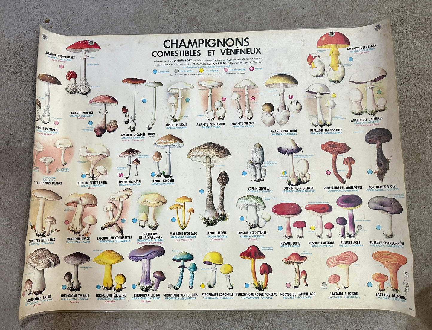 French Mushroom School Poster