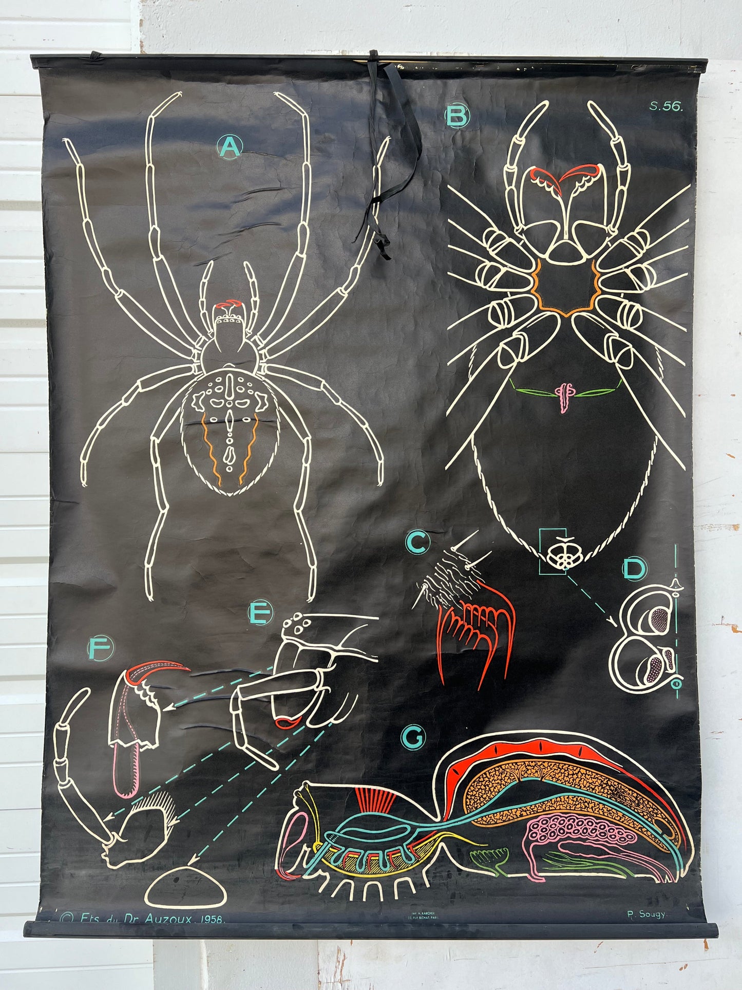 French School Spider Chart